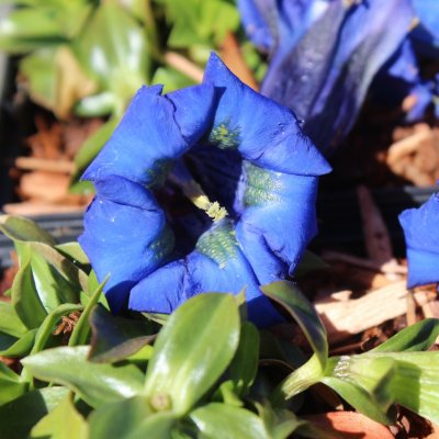 Gentiana acaulis, Alpgentiana, P9cm
