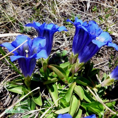 Gentiana acaulis, Alpgentiana, P9cm