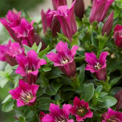 Gentiana Lipstick Ashiro ™, Höstgentiana, P9cm