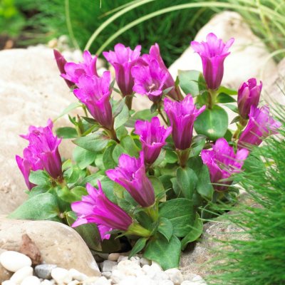 Gentiana Little Pinkie ®, Trädgårdsgentiana, P9cm