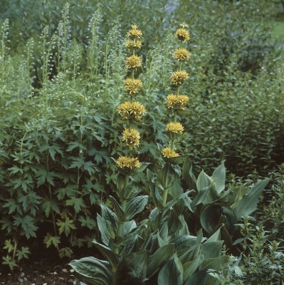 Gentiana lutea, Gullgentiana, P9cm