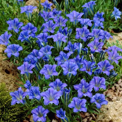 Gentiana sinoornata Eugens Bester, Höstgentiana, P9cm