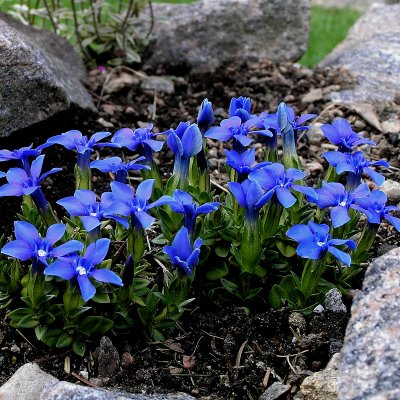 Gentiana verna, Vårgentiana, P9cm