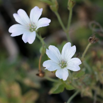 Geranium x oxonianum Trevor´s White, Kronnäva, P9cm