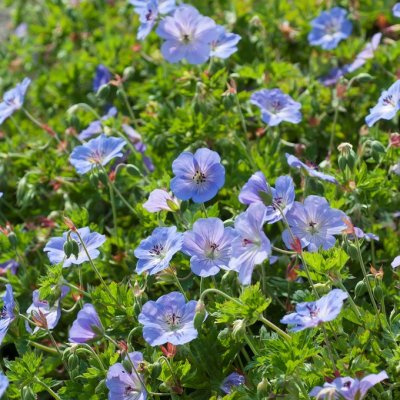 Geranium hybr. Azure Rush ®, Trädgårdsnäva