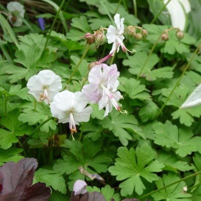 Geranium x cantabrigiense St Ola, Liten Flocknäva, C11cm
