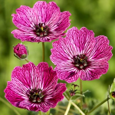 Geranium cinereum Jolly Jewel Lilac ® (Noortlil), Jordnäva, P9cm