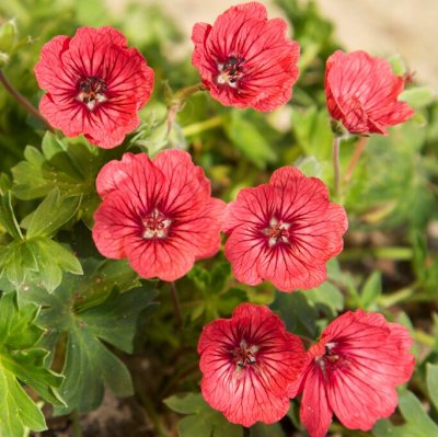 Geranium cinereum Jolly Jewel Salmon ® (Noortsal), Jordnäva, P9cm