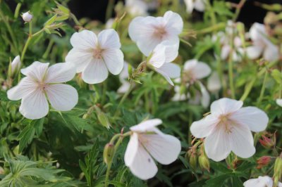 Geranium clarkei Kashmir White, Kashmirnäva, P9cm