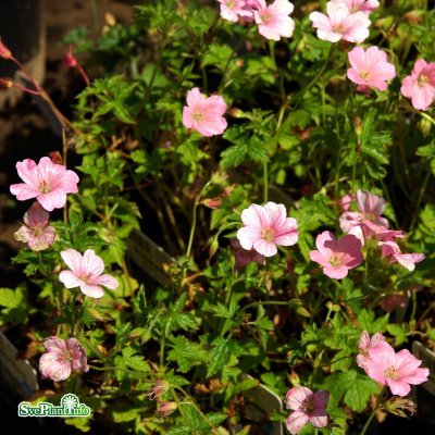 Geranium endressi Wargrave Pink, Spansknäva, C13cm