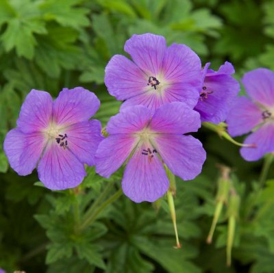 Geranium himalayense Baby Blue, Praktnäva, P9cm
