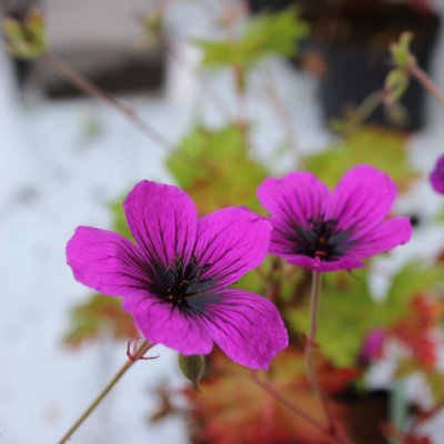 Geranium hybr. Dragon Heart, Trädgårdsnäva, P9cm