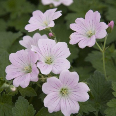 Geranium hybr. Dreamland ® (Bremdream), Trädgårdsnäva, C1