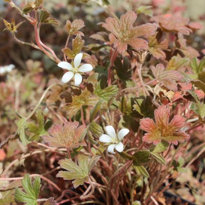 Geranium hybr. Sanne, Trädgårdsnäva, P9cm
