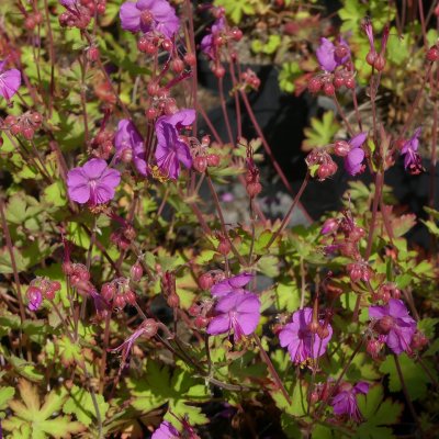 Geranium macrorrhizum Olympic Fire, Flocknäva, P9cm