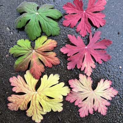 Geranium macrorrhizum Bevan´s Variety