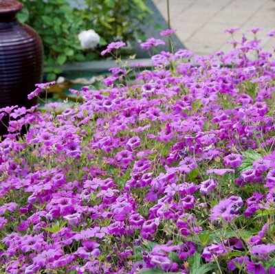 Geranium macrorrhizum Czakor, Flocknäva, P9cm