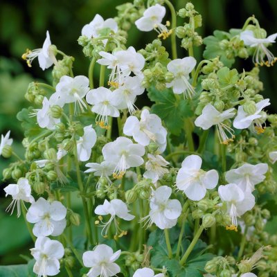 Geranium macrorrhizum White Ness, Flocknäva, P9cm