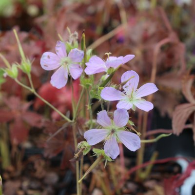 Geranium maculatum Elizabeth Ann ®, Fläcknäva