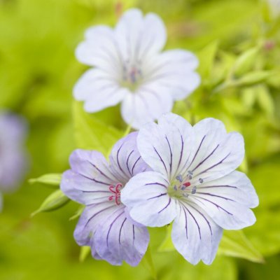 Geranium nodosum, Blanknäva
