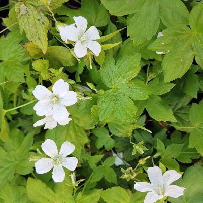 Geranium nodosum Silverwood, Blanknäva