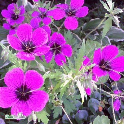 Geranium hybr. Patricia, Trädgårdsnäva, SQ1