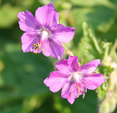 Geranium phaeum Alec´s Pink, Brunnäva, P9cm