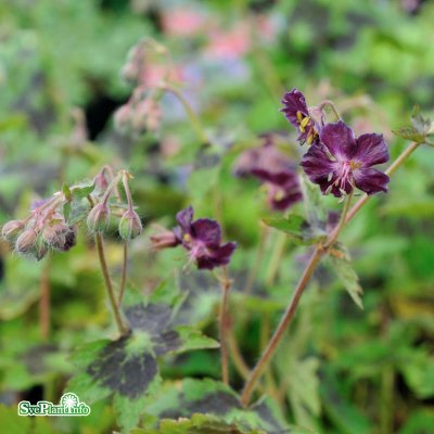 Geranium phaeum Samobor, Brunnäva, C13cm