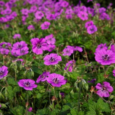 Geranium wallichianum Pink Penny, Parnäva, P11cm