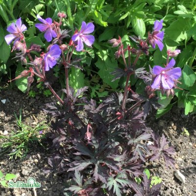 Geranium pratense Midnight Reiter, Ängsnäva, C13cm