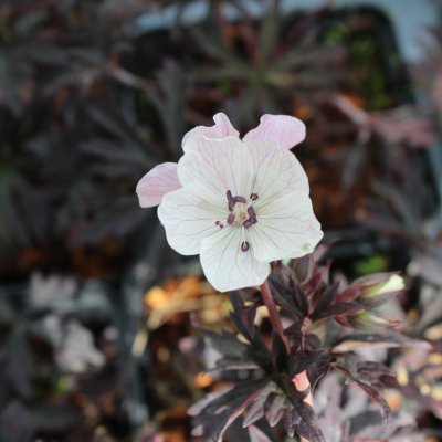 Geranium pratense Purple Ghost ®, Ängsnäva