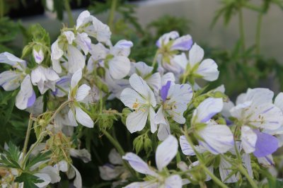 Geranium pratense Striatum /Splish-Splash, Ängsnäva, C11,5cm