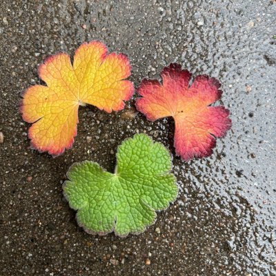 Geranium renardii Philippe Vapelle