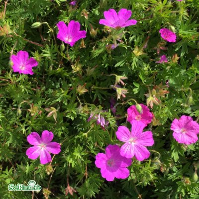 Geranium sanguineum Ankums Pride, Blodnäva, P9cm
