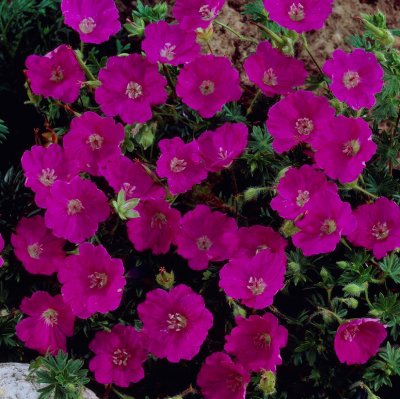 Geranium sanguineum Max Frei, Blodnäva, barrot 3st