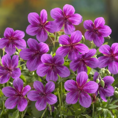 Geranium soboliferum Starman, Näva