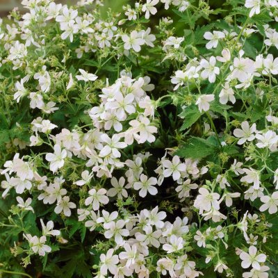 Geranium sylvaticum Album, Midsommarblomster, C11cm