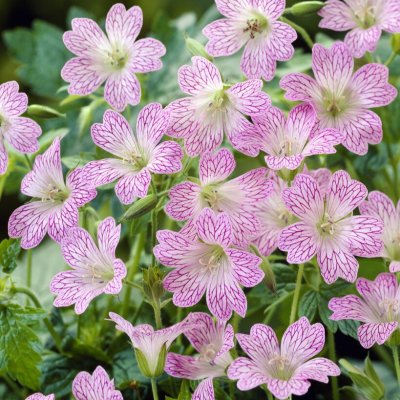 Geranium versicolor, Ådernäva