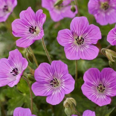 Geranium wallichianum Kelly-Anne ®, Parnäva