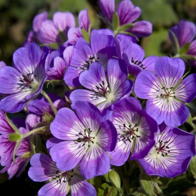 Geranium wallichianum Sweet Heidy ®, Parnäva