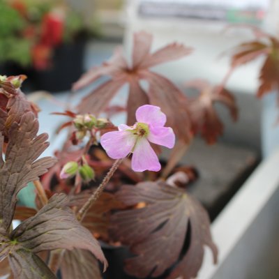 Geranium x antipodeum Chocolate Candy ®, Antipodnäva, P9cm