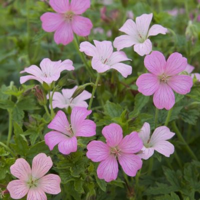 Geranium x oxonianum Rose Clair, Kronnäva