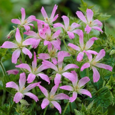 Geranium x oxonianum Sherwood, Kronnäva, P9cm