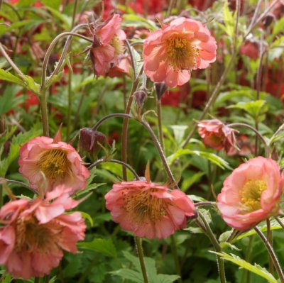 Geum hybr. Bell Bank, Trädgårdsnejlikrot, P9cm