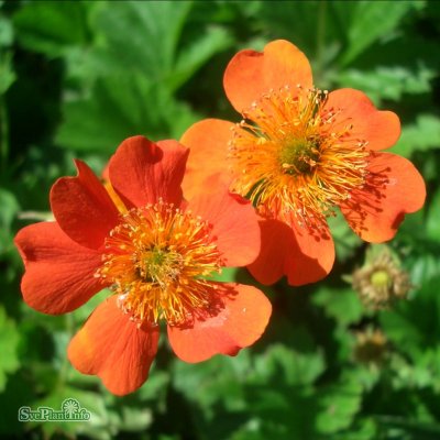 Geum coccineum Aurantiacum (Borisii), Nejlikrot, P9cm
