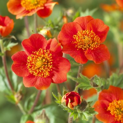 Geum coccineum Koi, Röd Nejlikrot