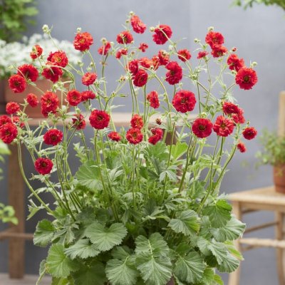 Geum hybr. Fiery Red ® (Firestarter ®)