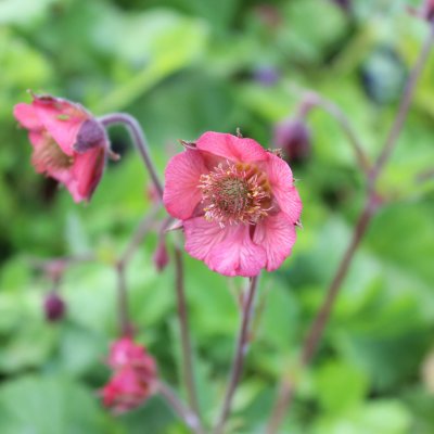 Geum hybr. Bell Bank, Trädgårdsnejlikrot, P9cm