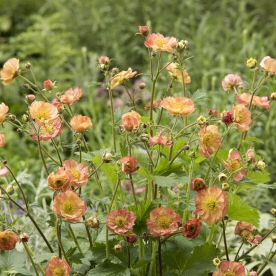 Geum hybr. Censation ™ Lipstick, Trädgårdsnejlikrot