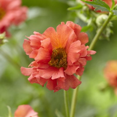Geum hybr. Coral Tempest ®, Trädgårdsnejlikrot